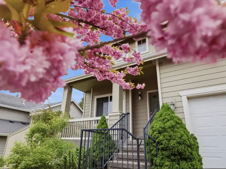 Blooming cherry tree adds vibrant spring color to the front yard.