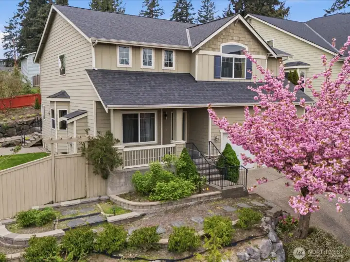 Blooming cherry tree adds vibrant color to the front yard each spring.