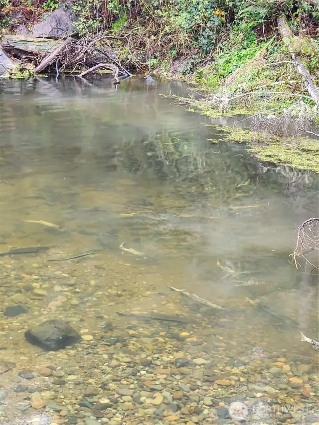 A school of salmon in the pool in front of the house.