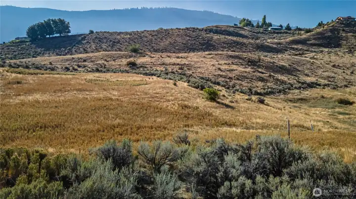 View uphill from potential home site