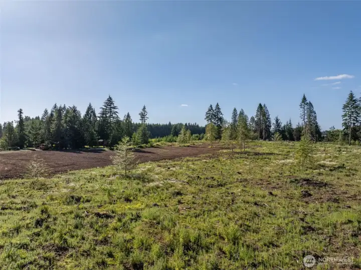 2400 Hundred planted seeding and still room for building, pasture or your ideas 2400 Hundred planted seeding and still room for building, pasture or your ideas