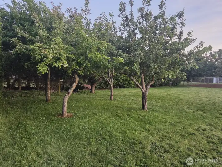 Small orchard with apple, pear, plum and apricot trees
