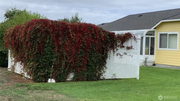 Virginia Creeper covers the arbor (pic from last fall)