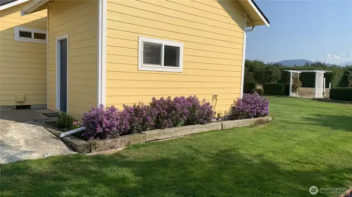 Aster next to the storage building (pic from last fall)