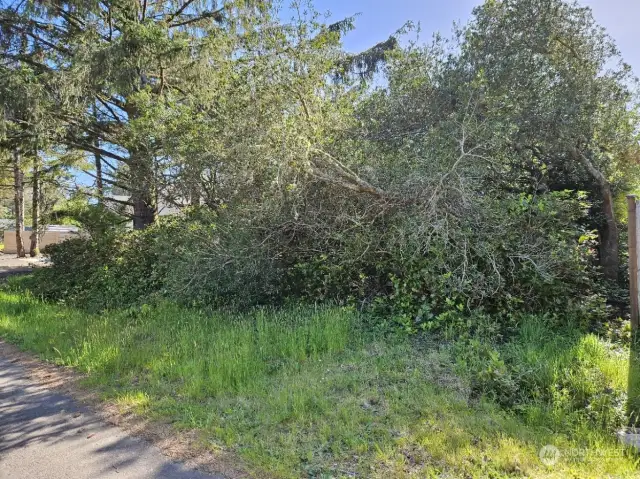 Old driveway from when the lot was frequently used and cleared.