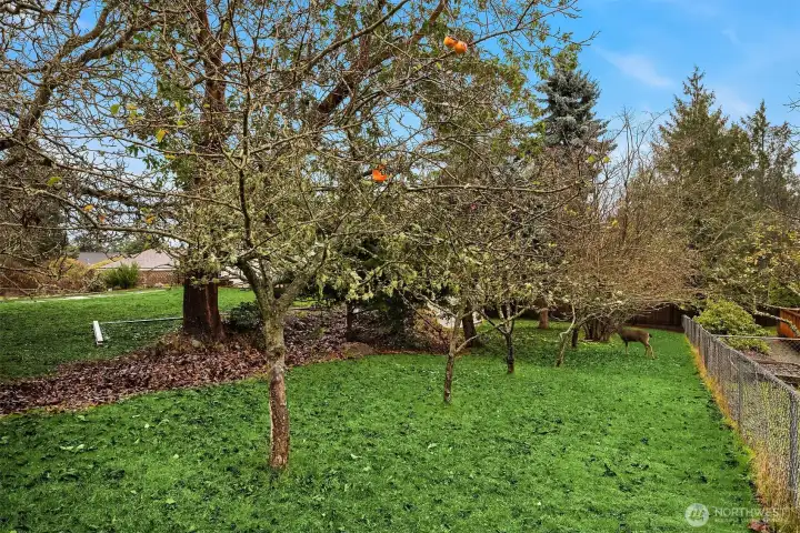 The side yard has hazel nut and apple trees.