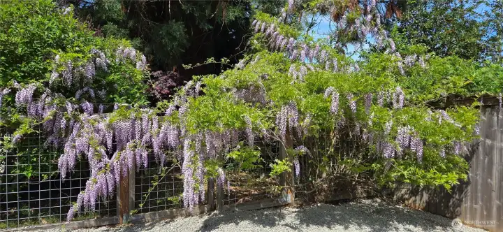 The ancient Wisteria is in full bloom. It shares its space with a lilac and the most magnificent Sequoia tree.