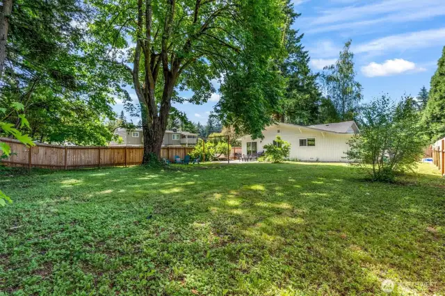 Huge fenced backyard with large shade tree
