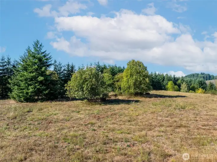 Line of fir trees screen visibility of southern neighbor.