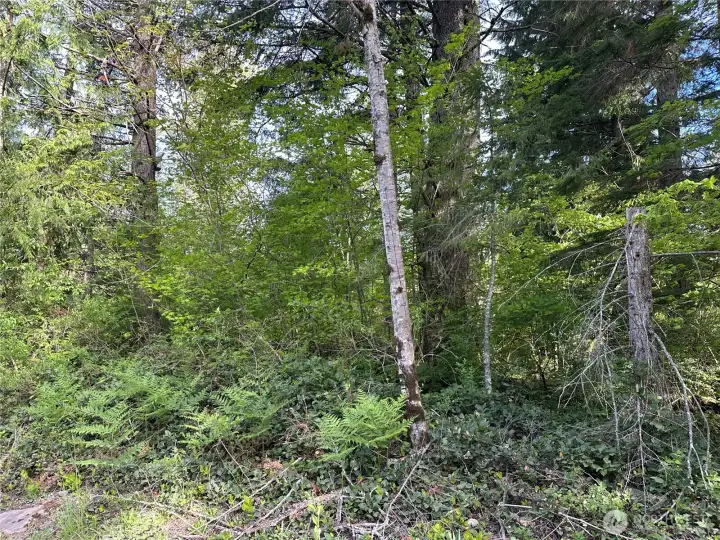Beautifully forested property