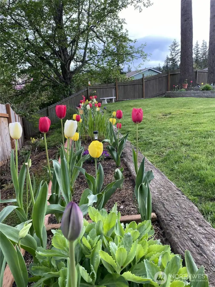 Back fence is lined with tulips and perennials for pops of color every spring!