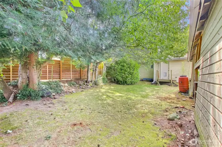 Backyard