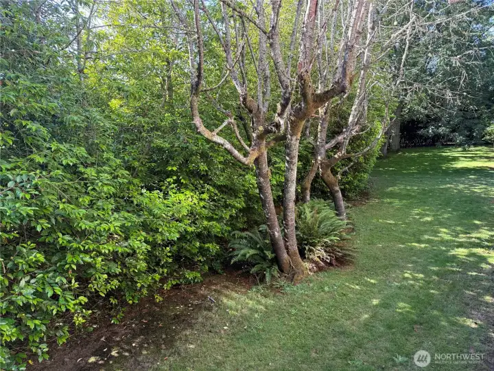Your view from the deck, your back yard too. Your view from the deck, your back yard too.