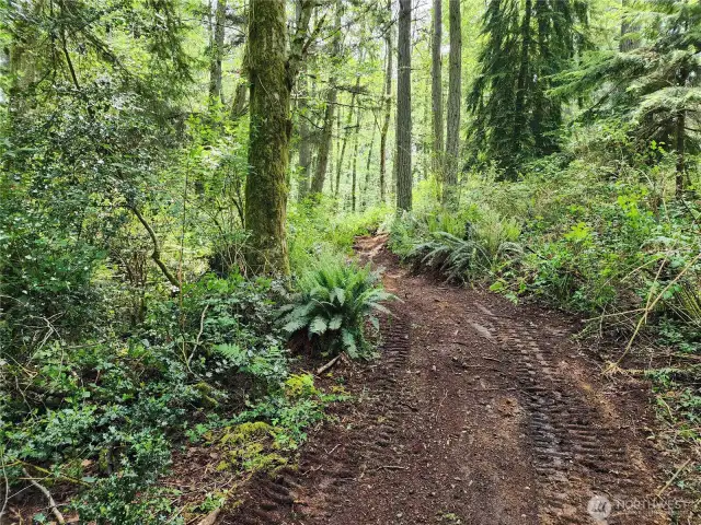 Trails through wooded area