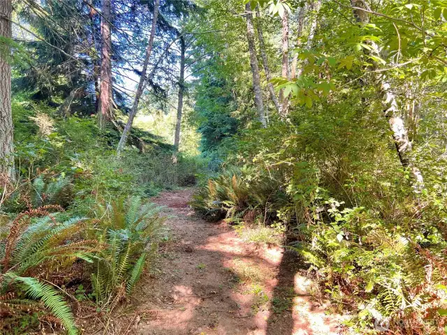 Trails through wooded area