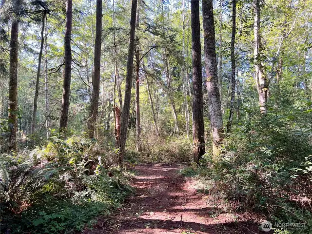 Trails through wooded area
