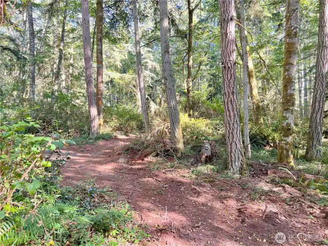 Trails through wooded area