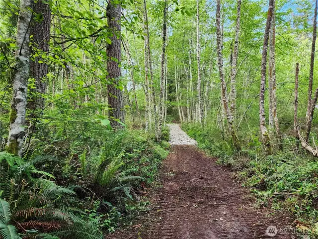 Trail through wooded area