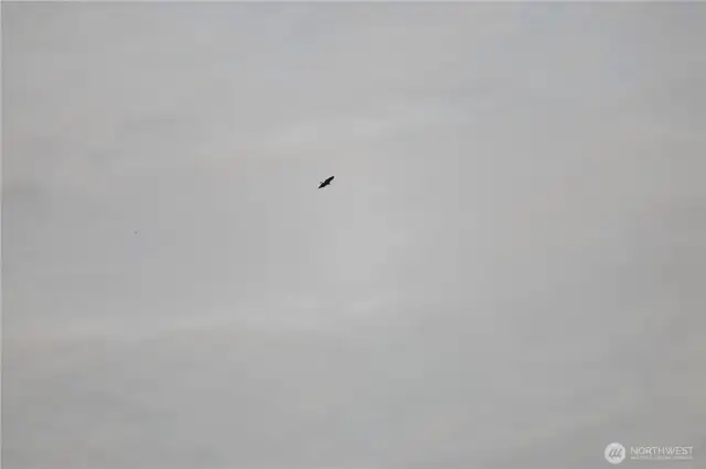 Lots of eagles in the area.