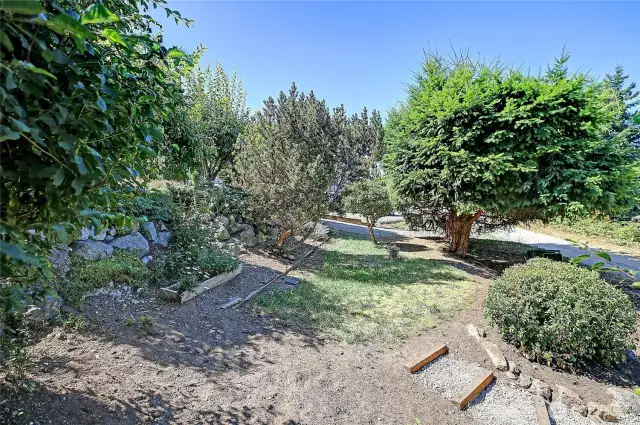 Back yard