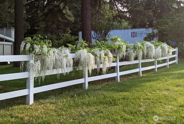 BEAUTIFUL WISTERIA