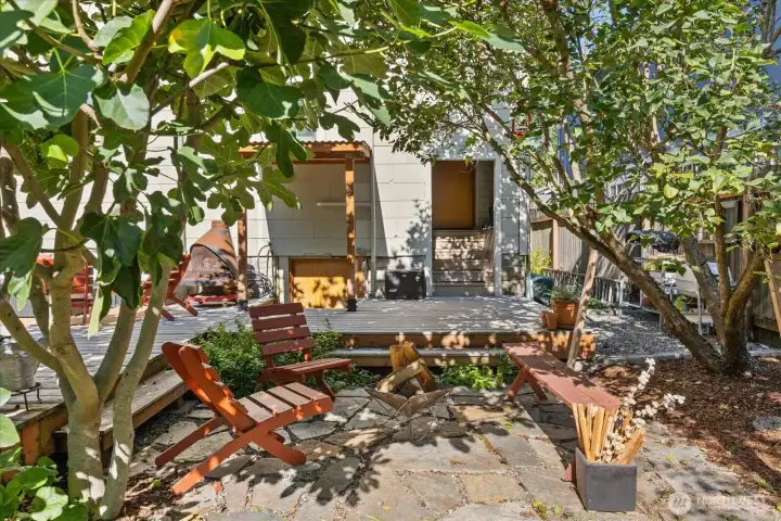 Firepit zone w/ fig tree and entry to the basement in the background.