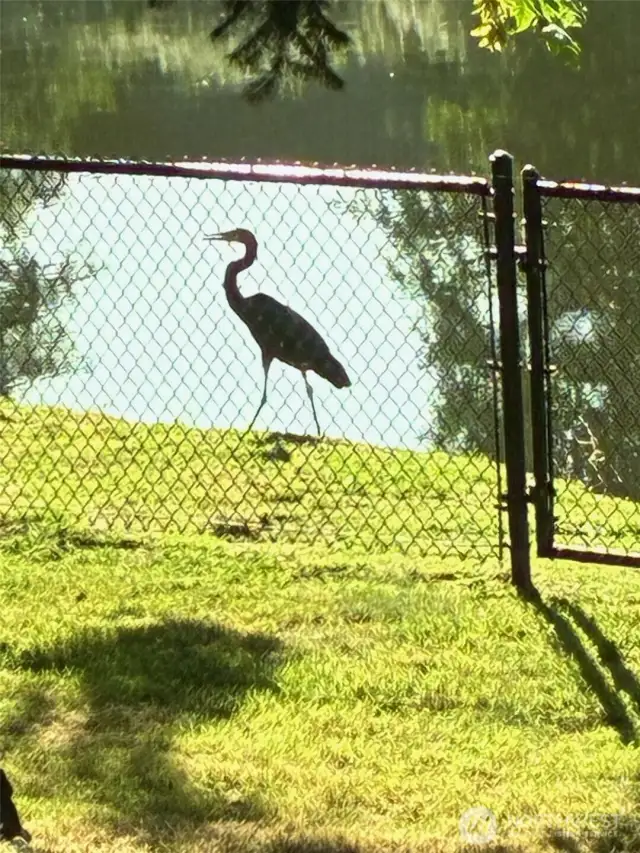Friendly Neighbor watching his buddy
