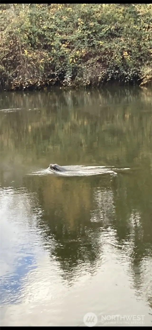 The Sea Lion buddy is dropping by for a swim