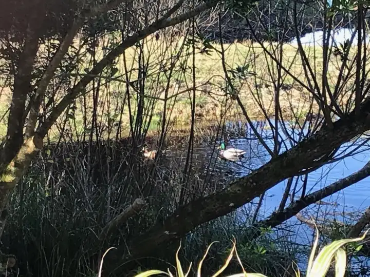 Taken during the Winter ~ 2 Ducks in the Seasonal Pond that forms behind the Property.