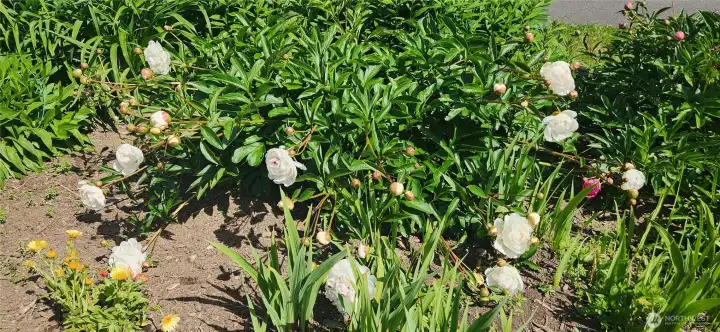 The sunshine is bringing out the peony blooms! The sunshine is bringing out the peony blooms!