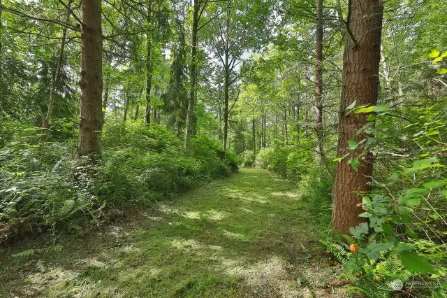 The property is a mix of alder and evergreens with an underbrush of ferns, salmonberry and huckleberry.