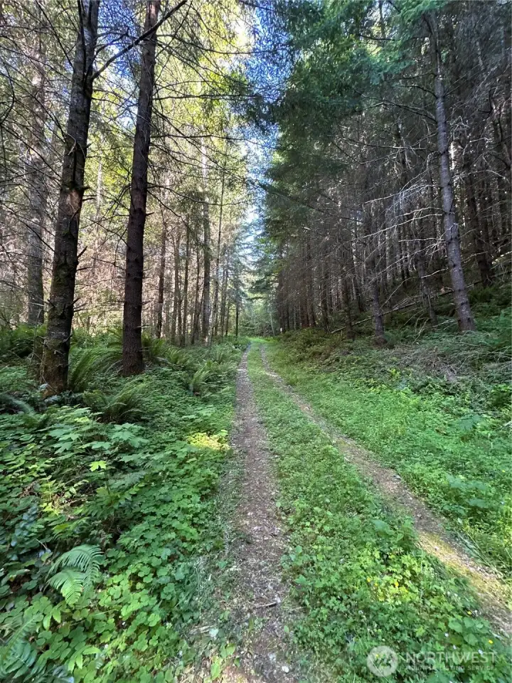 Road in place