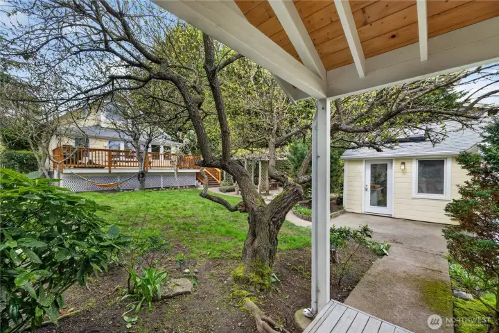 View of backyard from guest house.