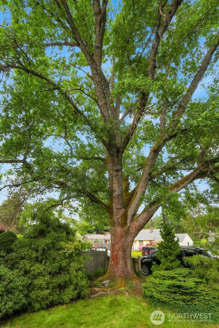This Garry Oak is a Designated Heritage Tree in the Front Yard!