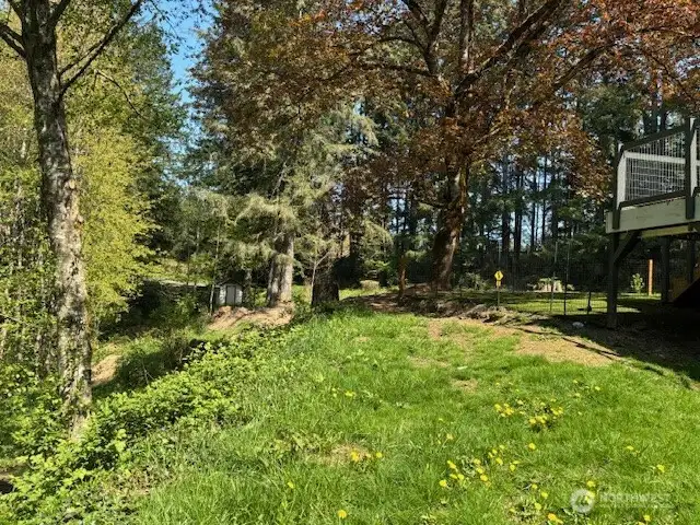 back yard
