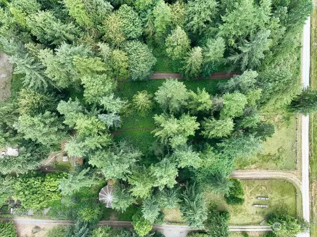 Old growth trees. This property is the center lot.