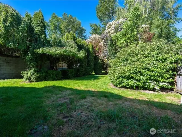 Backyard.