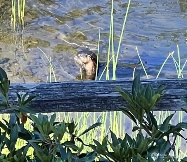 Water otter