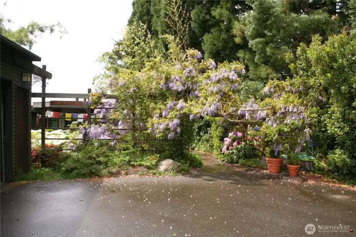The Wisteria blooming at the home's entrance