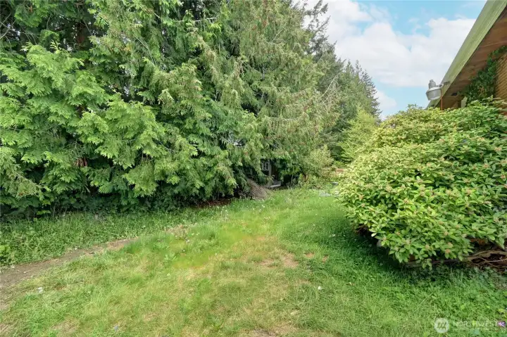 backyard without debris