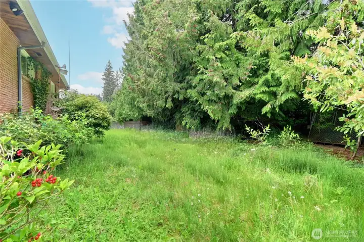 backyard without debris