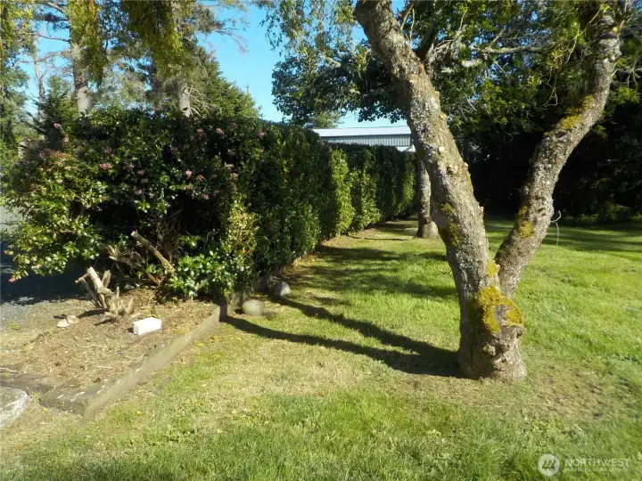 HEDGEROW AND TREED AREA