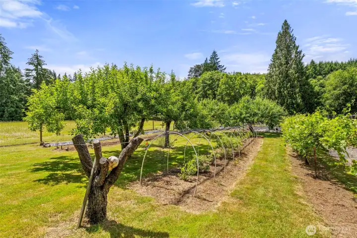View of Gardens, with fruit trees, berries and grapes. View of Gardens, with fruit trees, berries and grapes.