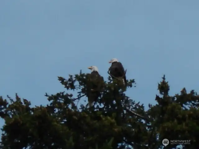 Resident Eagles