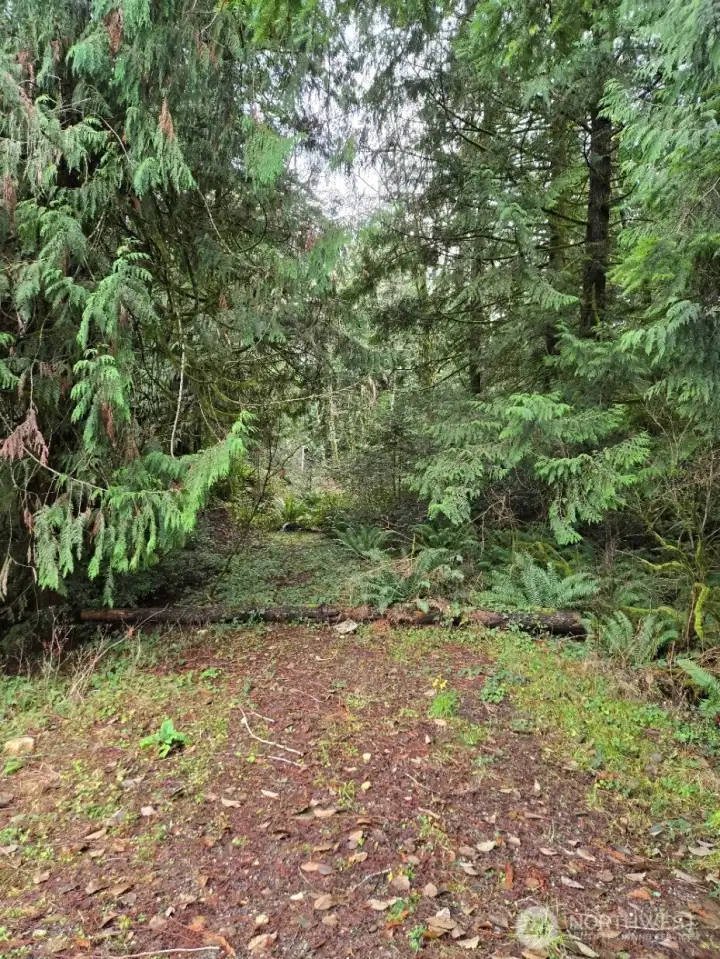 overgrown road to lot to the south