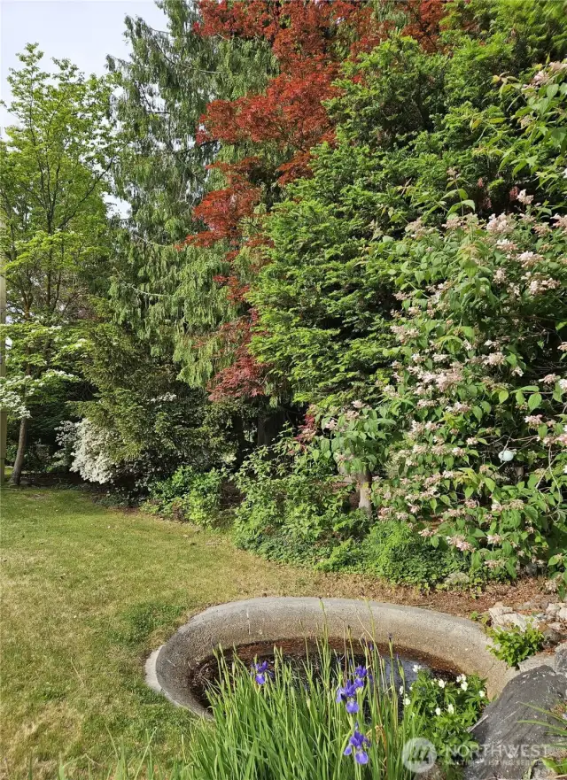 Pond