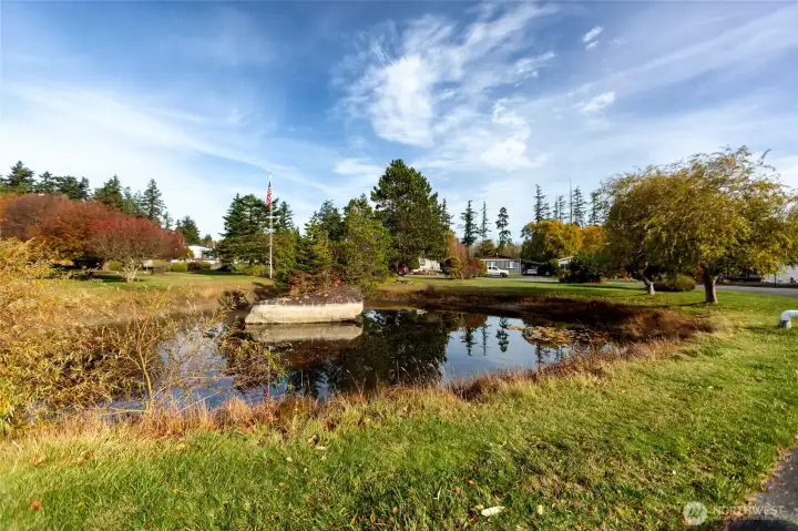 Common area pond