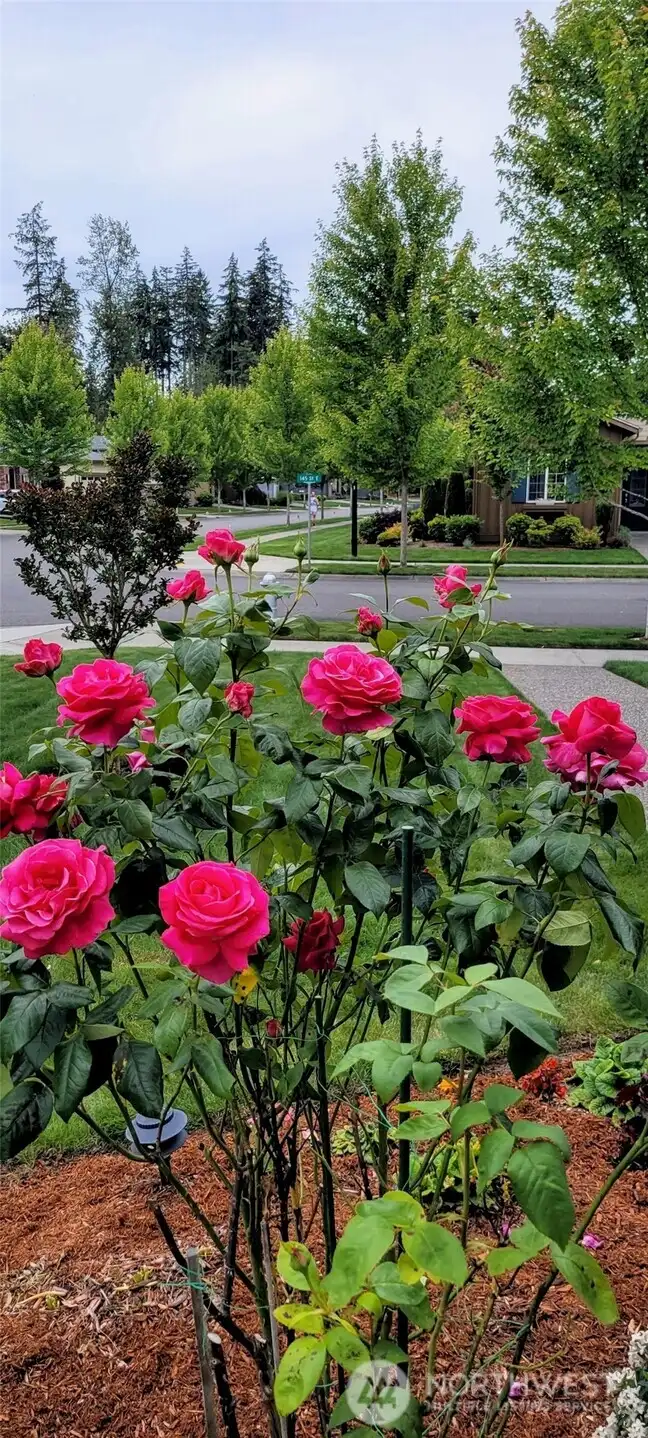 This home is a gardener's dream - and if you travel, local agent can provide contacts for affordable gardeners. OR we can help you transplant / sell / convert grounds to your taste and the depth of green on your thumb.