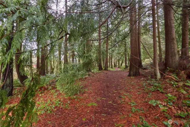 Gorgeous wooded paths with the soothing sounds of a stream in the ravine below.