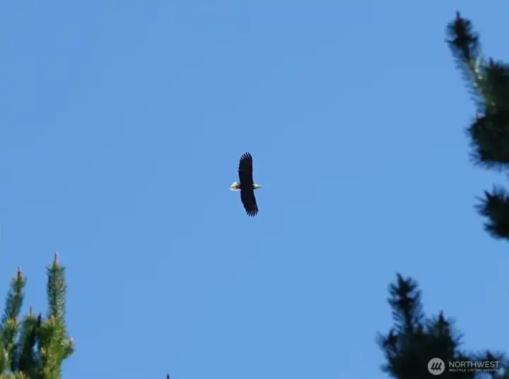 View of a Bald Eagle flying above.